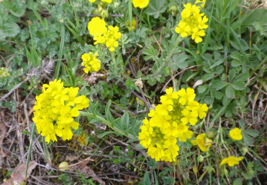 Alyssum montanum