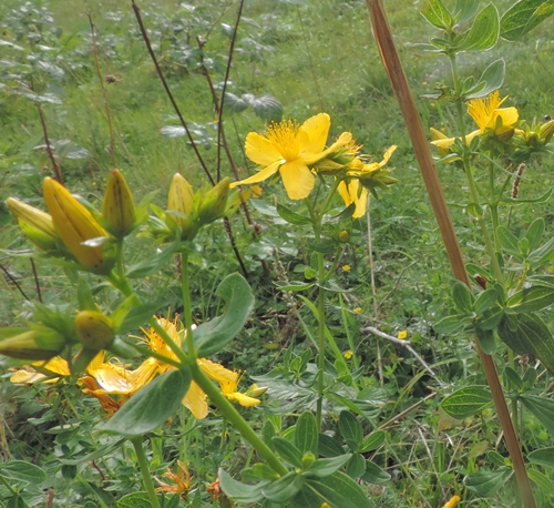 Hypericum cfr. montanum