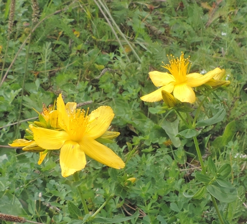 Hypericum cfr. montanum