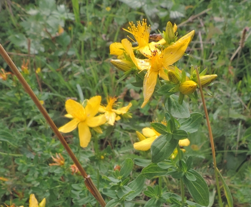 Hypericum cfr. montanum