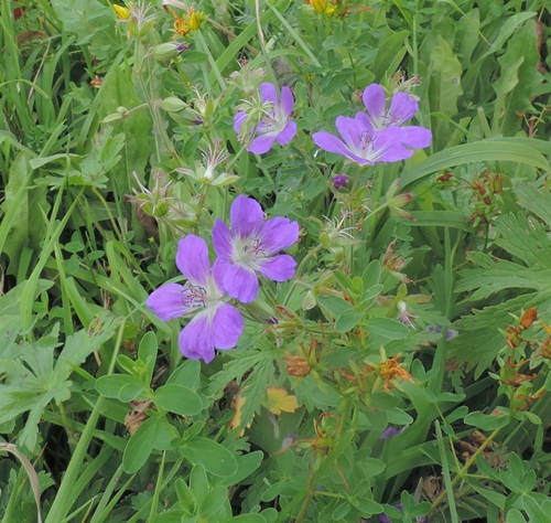 Geranium sylvaticum