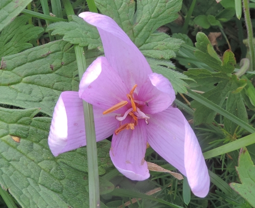 crocus o colchico? Colchicum sp.