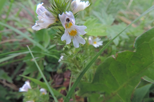 Piccolissimo fiore - Euphrasia sp.