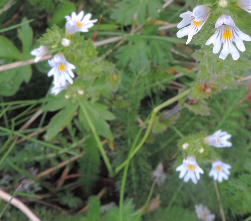 Piccolissimo fiore - Euphrasia sp.