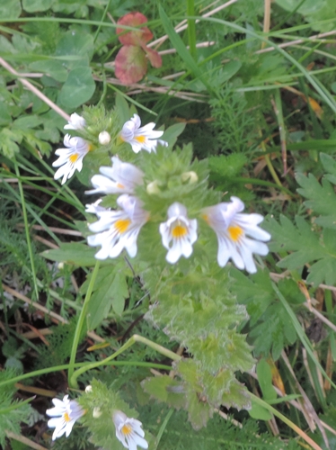 Piccolissimo fiore - Euphrasia sp.