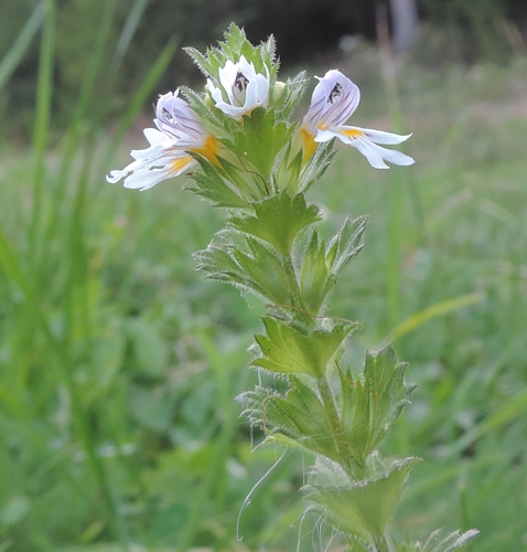 Piccolissimo fiore - Euphrasia sp.