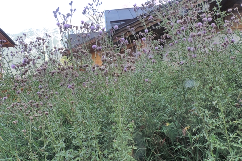 Cirsium arvense (Asteraceae)