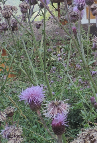 Cirsium arvense (Asteraceae)