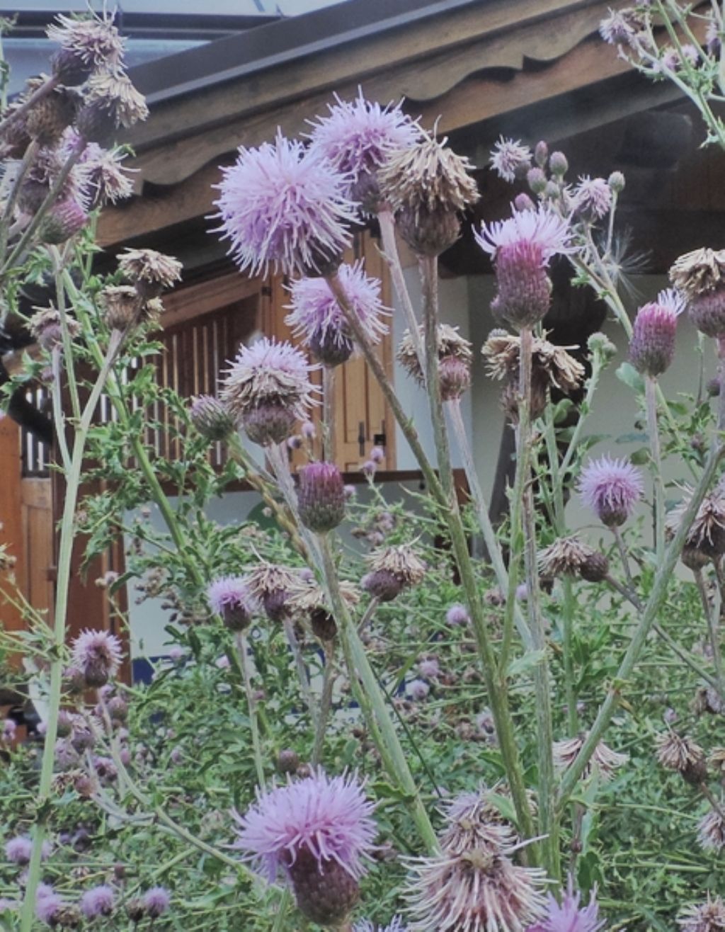 Cirsium arvense (Asteraceae)