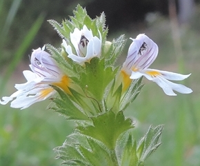 Piccolissimo fiore - Euphrasia sp.