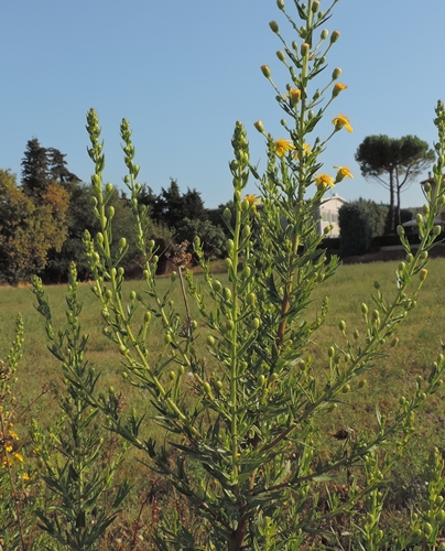 Cespuglio profumato - Dittrichia viscosa