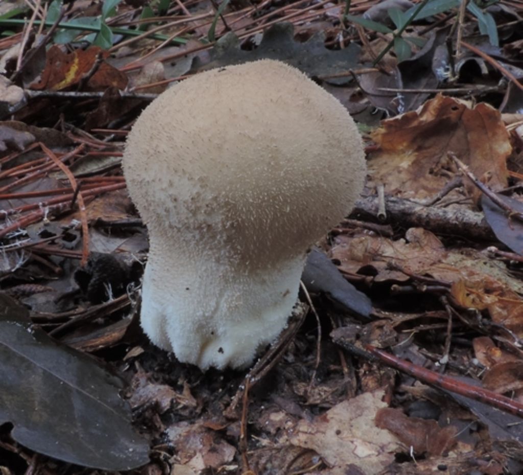 Funghi di novembre 1