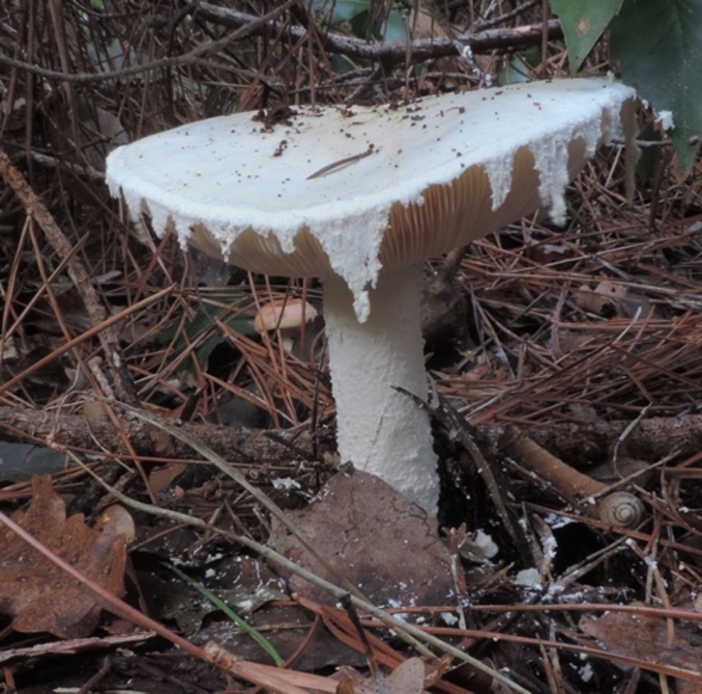 Funghi di novembre 3