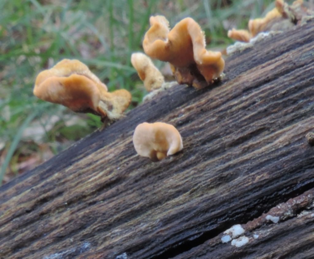 Funghi di novembre 6