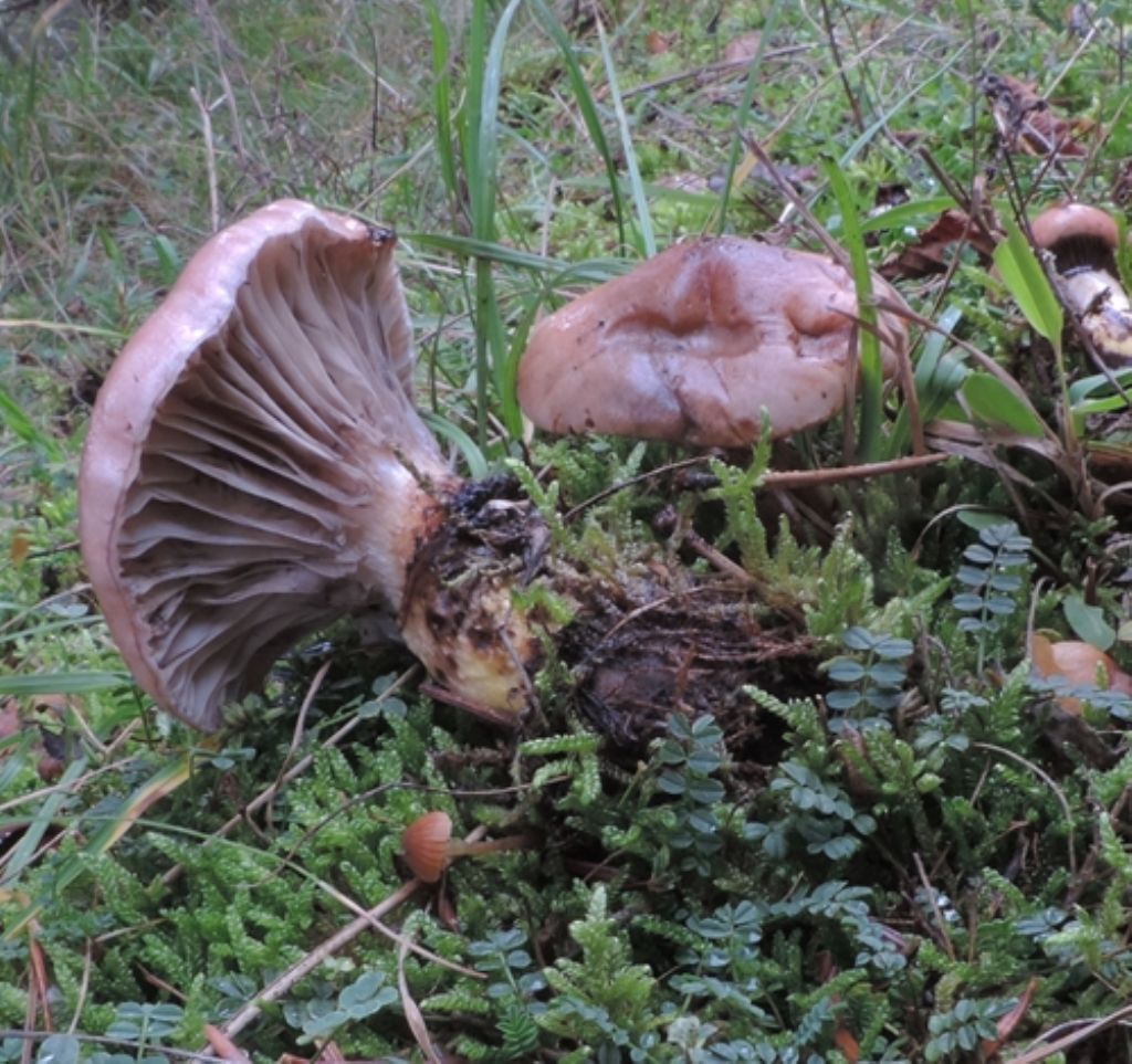 Funghi di novembre 9