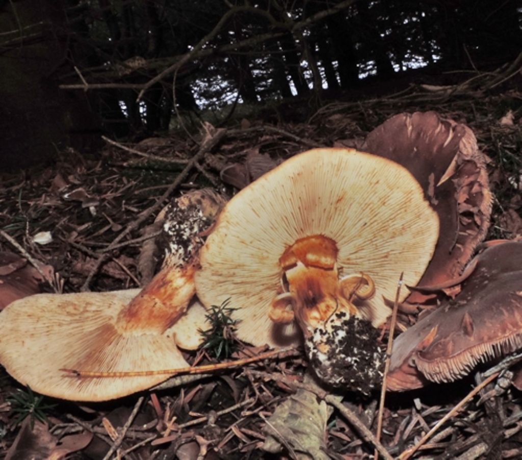 Funghi di novembre 12:  cfr. Tricholoma pessundatum