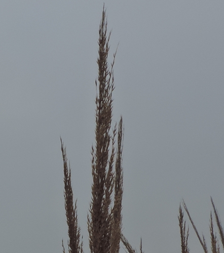 Poaceae: cfr. Arundo plinii