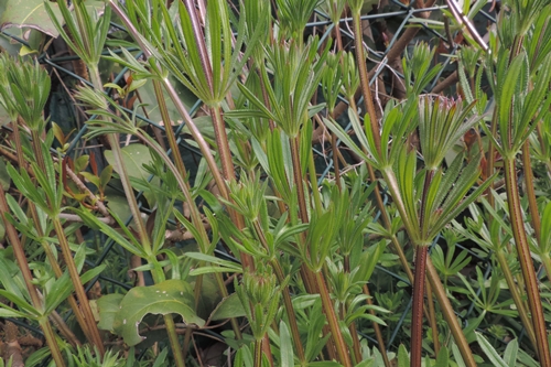 Galium aparine L. (Rubiaceae) ?