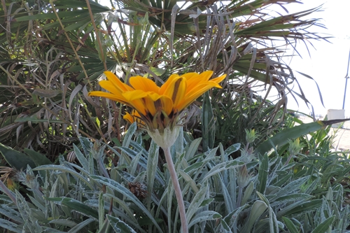 Sulle dune:  Jacobaea maritima e Gazania cfr. rigens (Asteraceae)