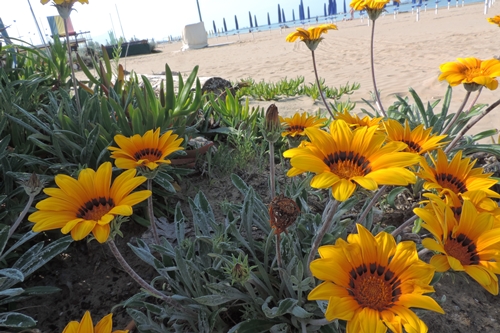 Sulle dune:  Jacobaea maritima e Gazania cfr. rigens (Asteraceae)