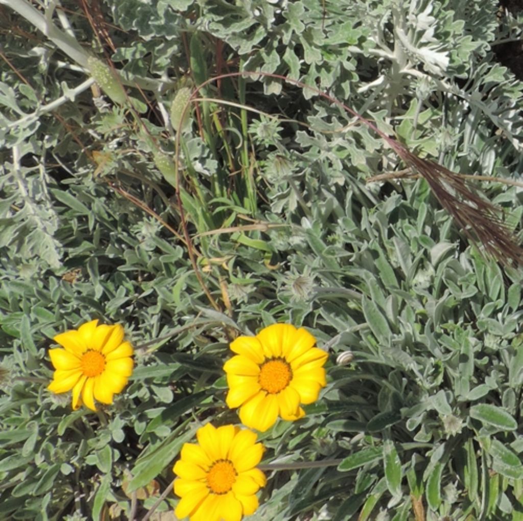 Sulle dune:  Jacobaea maritima e Gazania cfr. rigens (Asteraceae)