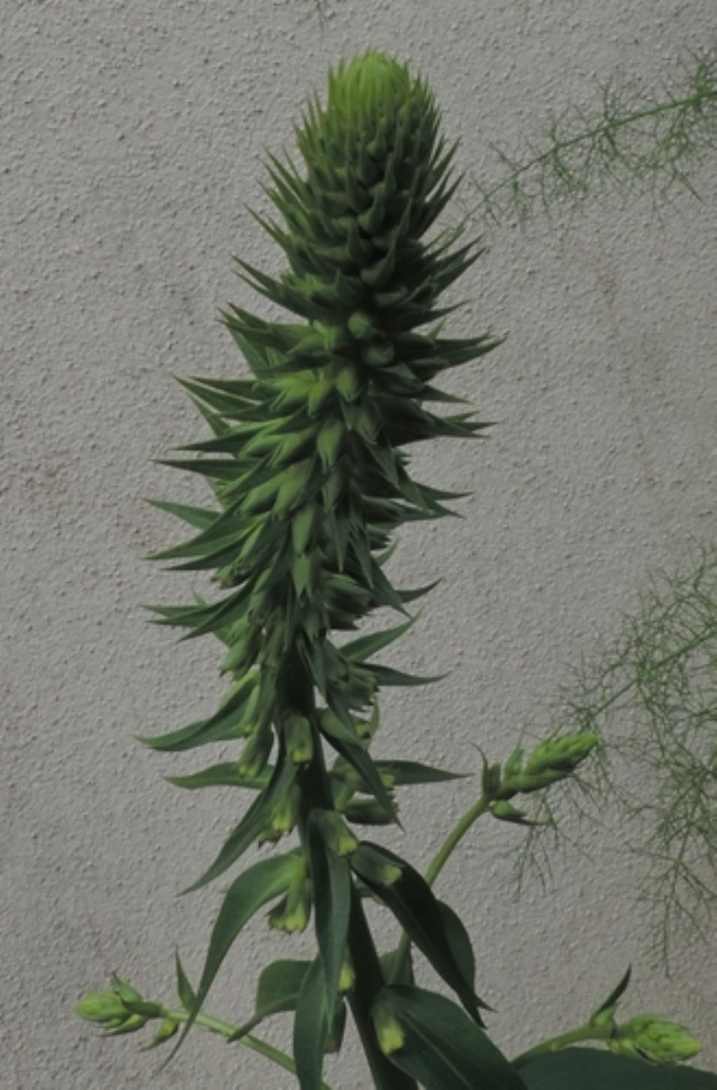 Pianta verde: Digitalis lutea  (Plantaginaceae)