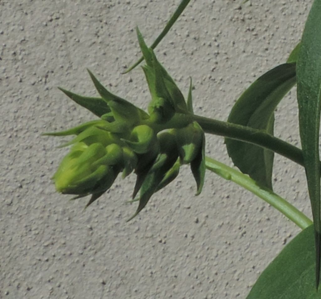 Pianta verde: Digitalis lutea  (Plantaginaceae)