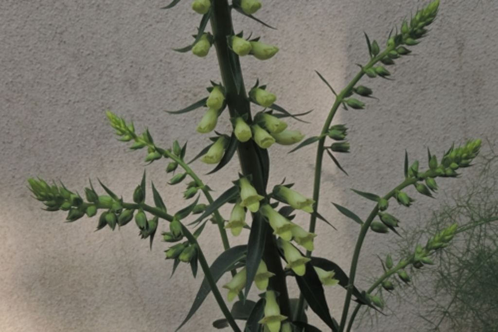 Pianta verde: Digitalis lutea  (Plantaginaceae)