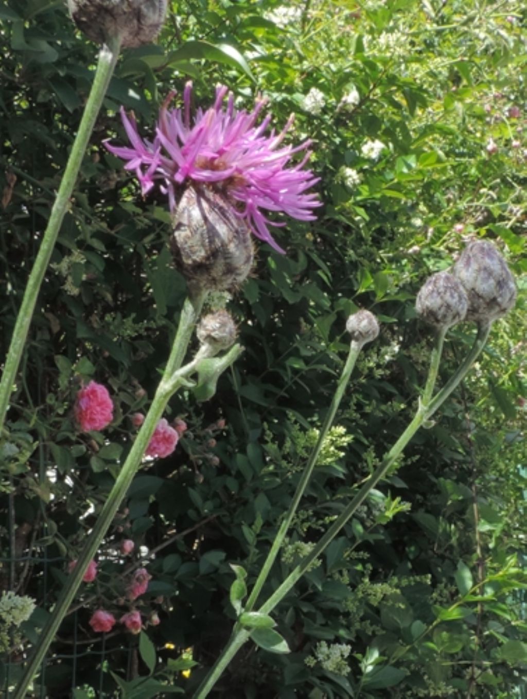 Centaurea scabiosa / Fiordaliso vedovino