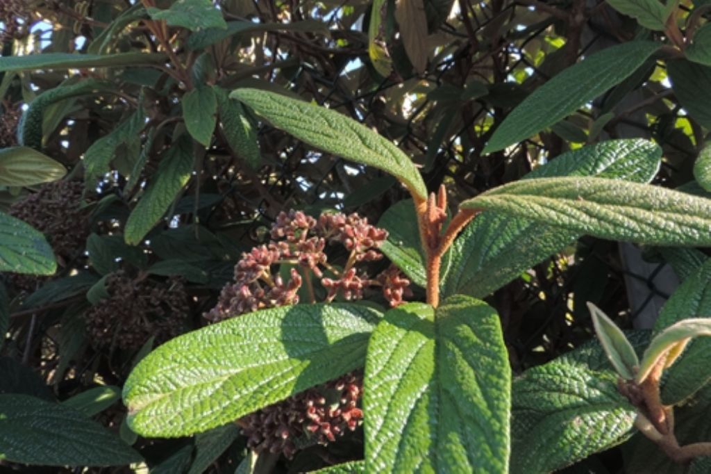 Viburnum rhytidophyllum (Adoxaceae)