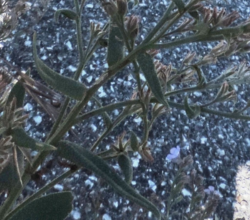 Lappula squarrosa (Boraginaceae)