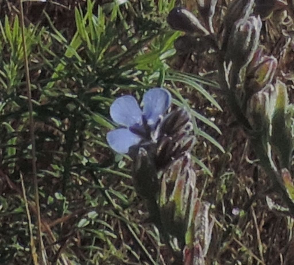 Lappula squarrosa (Boraginaceae)