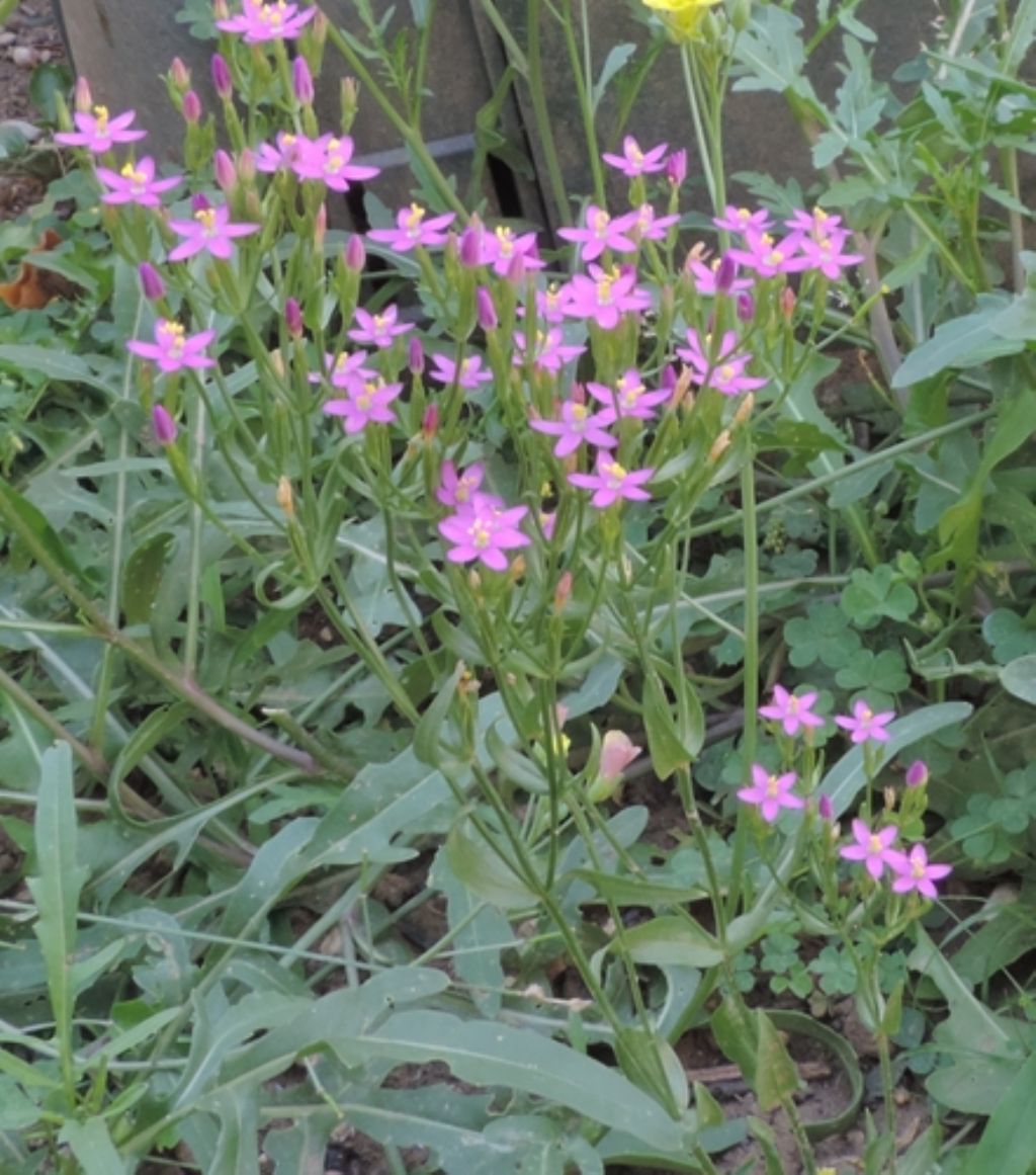 Centaurium erythraea