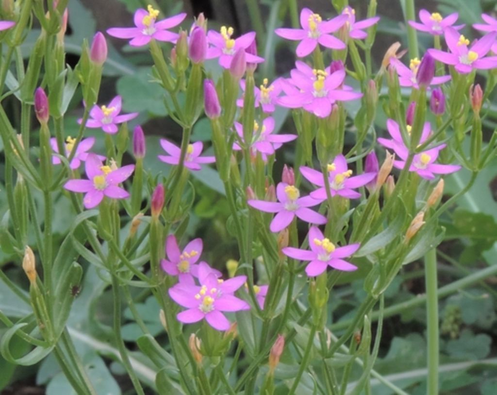 Centaurium erythraea