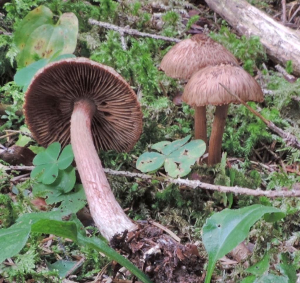 Una inocybe bellissima