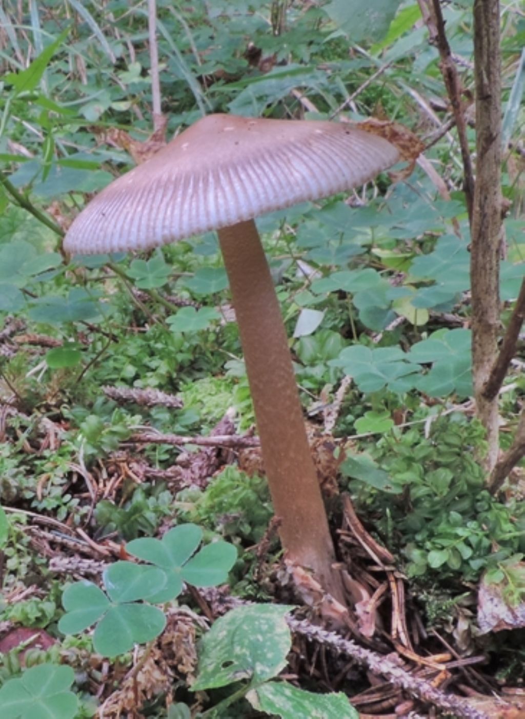 Amanita da id.