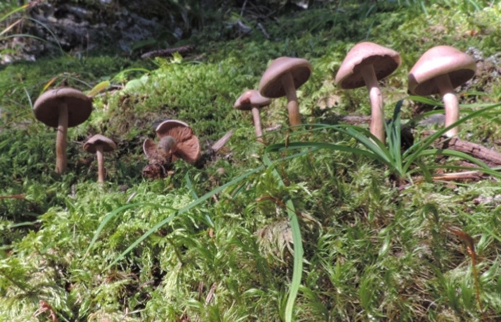 Piccolo cortinarius?