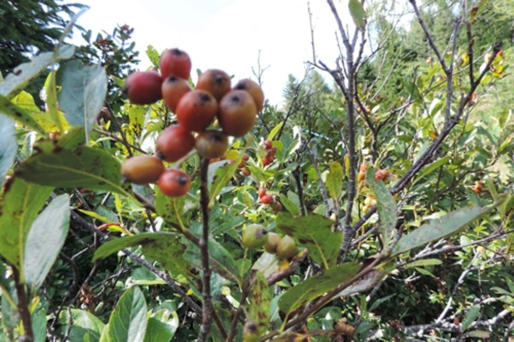 Bacche di Sorbus chamaemespilus /Sorbo alpino (Rosaceae)