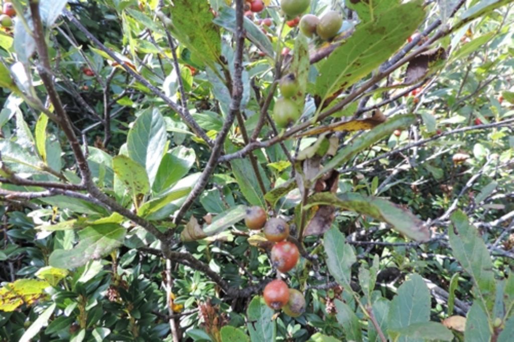 Bacche di Sorbus chamaemespilus /Sorbo alpino (Rosaceae)