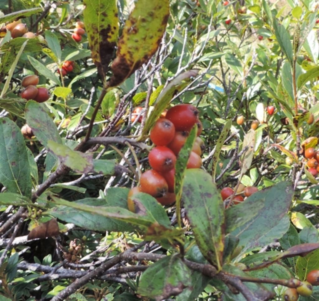 Bacche di Sorbus chamaemespilus /Sorbo alpino (Rosaceae)