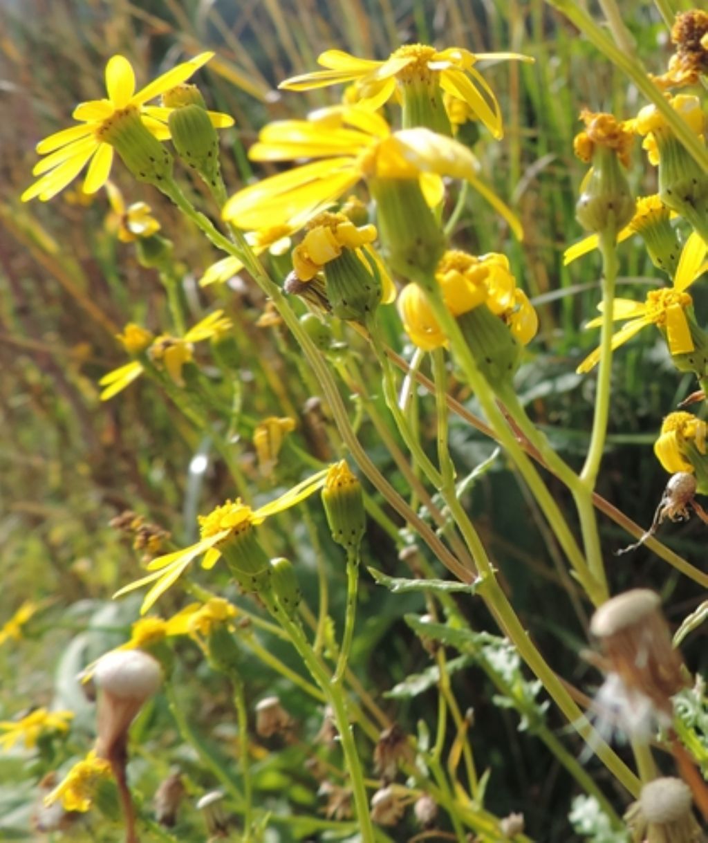 Jacobaea vulgaris (= Senecio jacobaea)