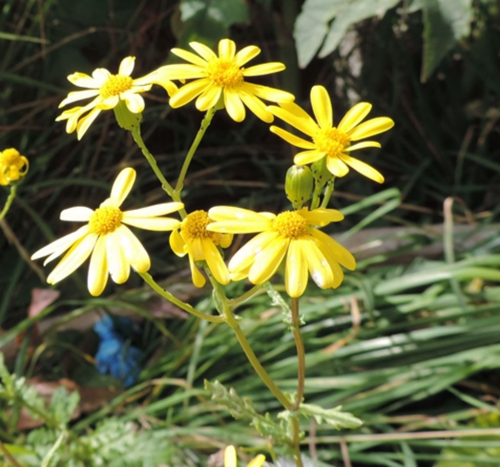 Jacobaea vulgaris (= Senecio jacobaea)