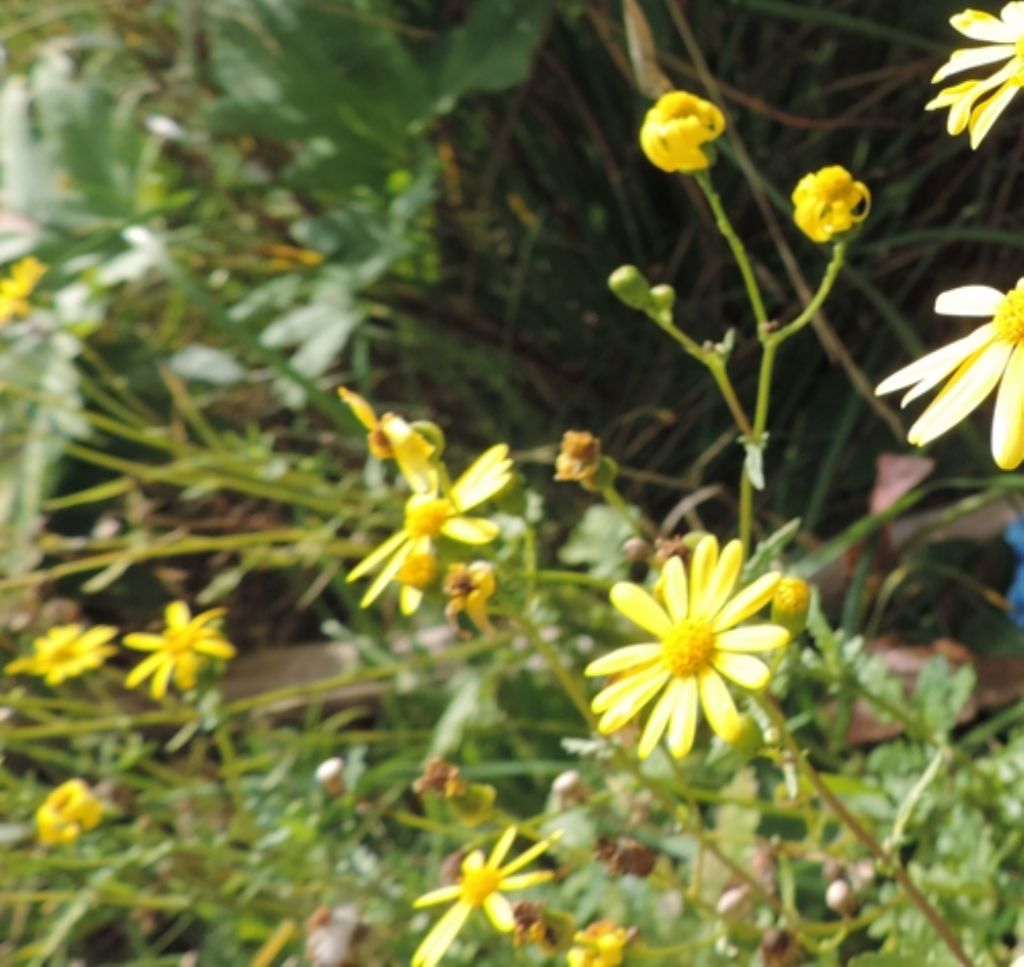 Jacobaea vulgaris (= Senecio jacobaea)