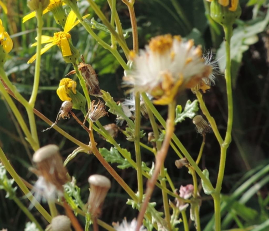 Jacobaea vulgaris (= Senecio jacobaea)