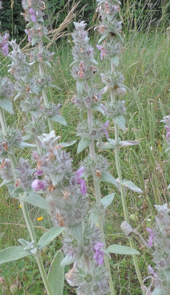 Stachys cretica / Betonica di Creta