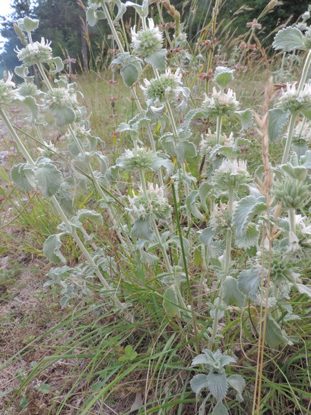 Verde vellutato - Marrubium incanum