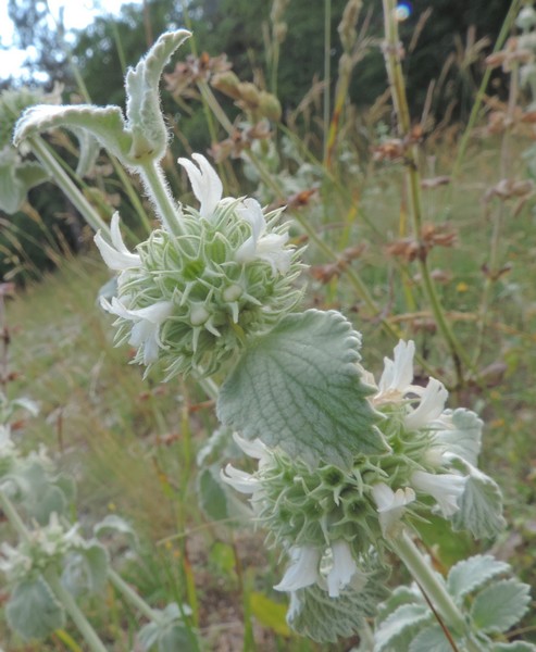 Verde vellutato - Marrubium incanum