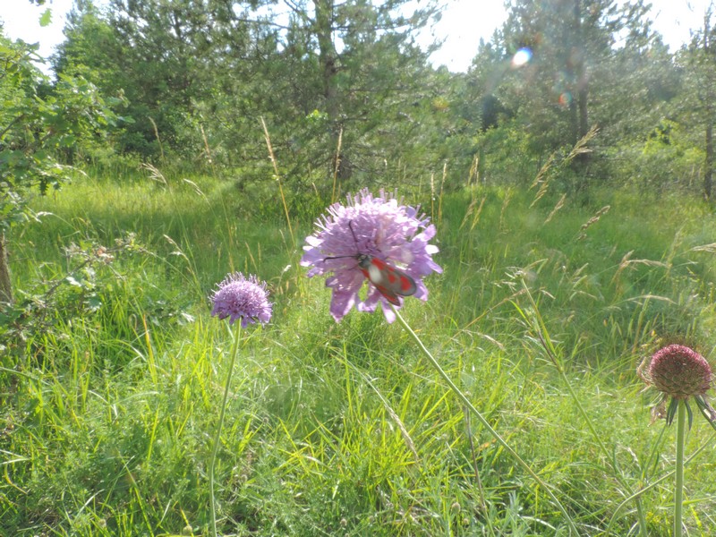 Fiore e farfalla - Knautia sp.