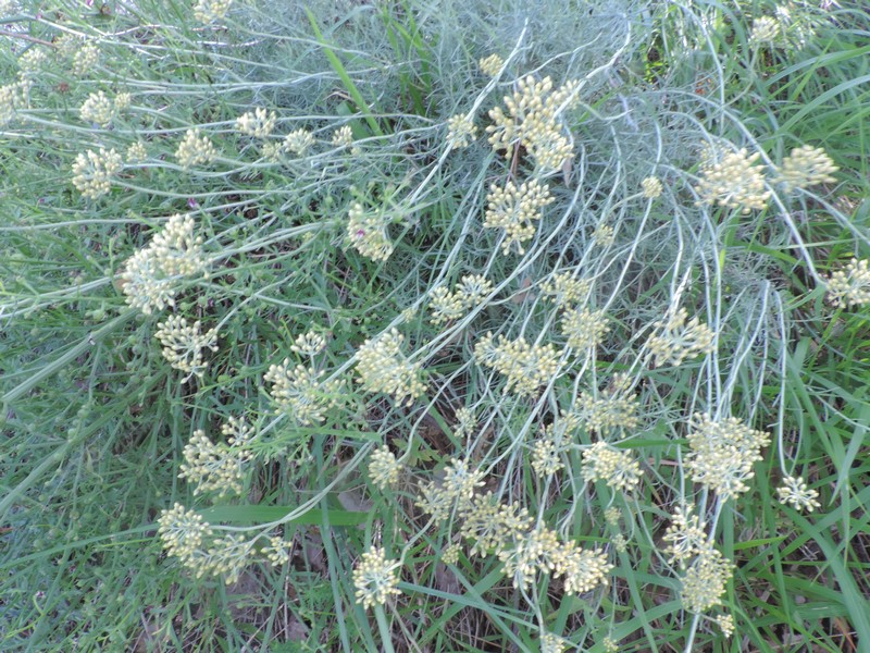 Profumatissimo -Helichrysum cfr. italicum