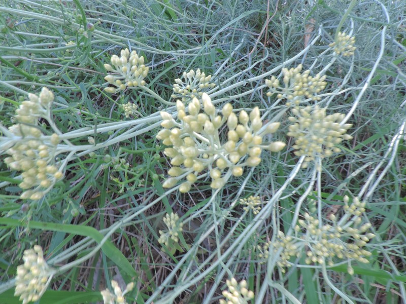 Profumatissimo -Helichrysum cfr. italicum